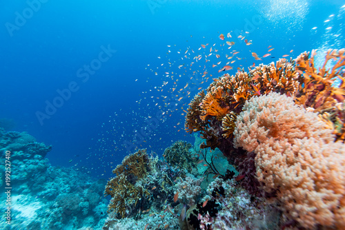 A vibrant underwater scene showcases a thriving coral reef teeming with life. Schools of small, orange fish swim around the coral formations, creating a dynamic and colorful spectacle. 