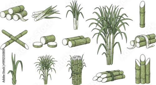 Set of sugarcane plants stalks bundles and cut pieces for agriculture farming and natural food production vector illustration collection