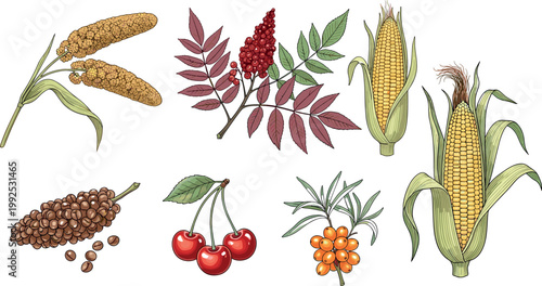 Set of various crops fruits and plants including corn cherries berries and grains for agriculture and food illustration vector collection