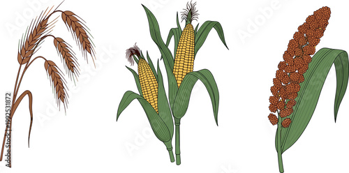 Set of wheat corn and millet plants isolated on white background detailed agriculture crop botanical vector illustration collection