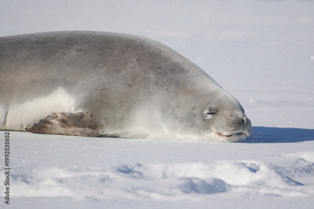 Fototapeta premium Crabeater Seal on ice