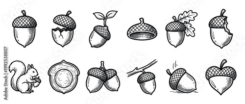 Collection of hand drawn acorn illustrations including a squirrel, cracked nuts, and sprouting seeds in a vintage style.