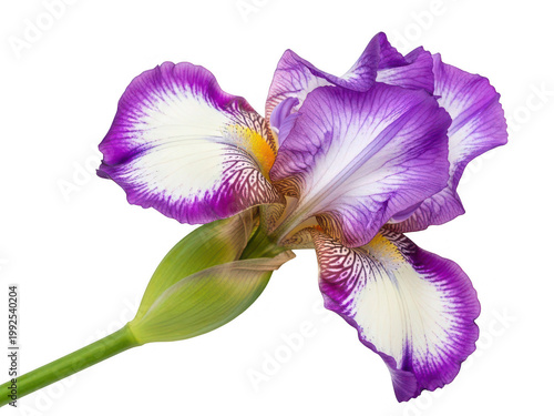 Delicate purple iris in full bloom isolated on transparent background