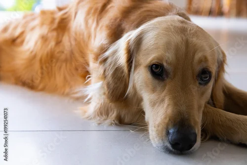 Obraz Golden dog lying on pale tile floor lifting head, gazing as camera moving closer, pet care