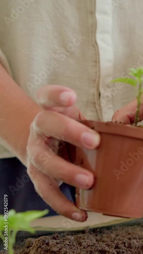 Vertical video: Lowering grower repotting sprout in brown pot with soil on bench, rolled sleeves