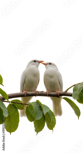 Two small birds sitting on a branch