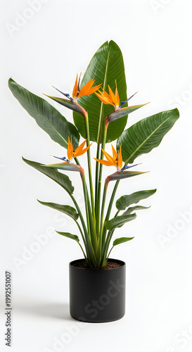 Bird of paradise plant in a black pot