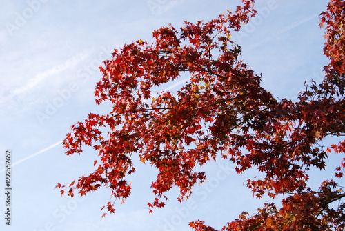 空に生える紅葉と飛行機雲