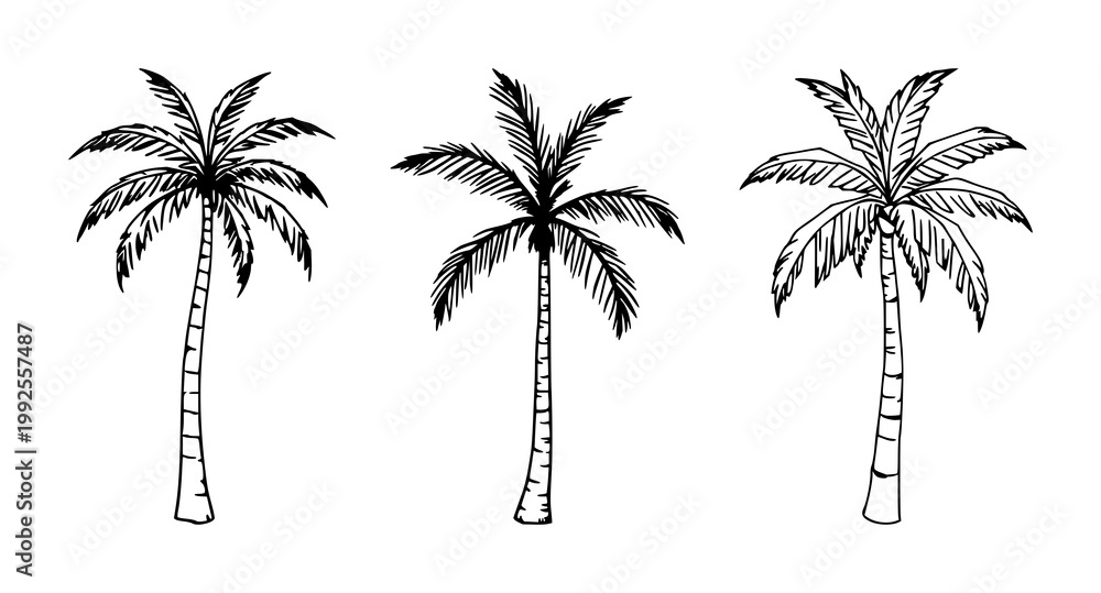 Fototapeta premium Palm tree set with black line art on white background featuring tropical foliage, silhouette, botanical illustration with design and vector graphics
