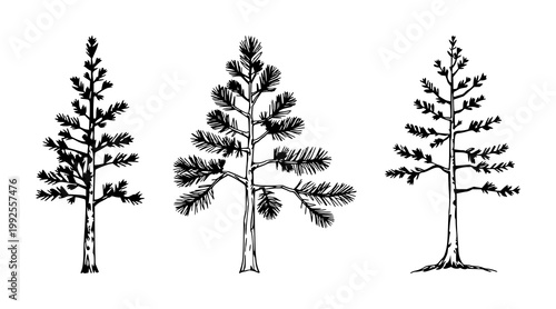 Pine tree set with minimalist black line art on white background featuring flora, foliage, nature with trees and plants illustration design