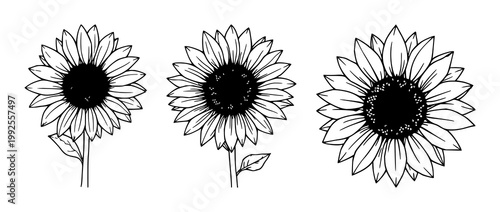 Sunflower set with black line art on a white background featuring botanical, illustration, vector with minimalism and nature