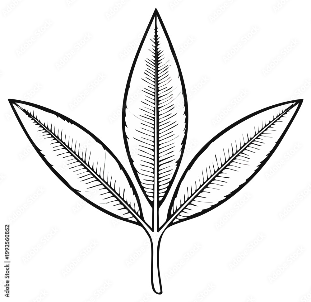 Obraz premium Ink drawing of a sprig of three leaves