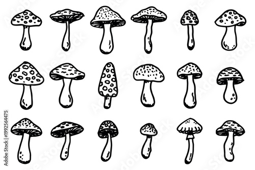 Hand drawn mushroom doodle set Botanical illustration Cute autumn mushroom Healthy eco food Organic vegetarian food For stickers, greeting card, design, print, packaging, decor, kids books