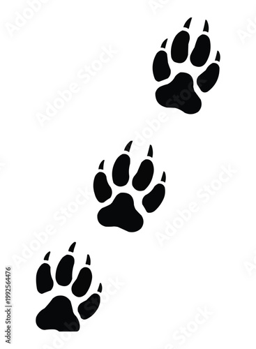 lion tiger big cat paw print trail