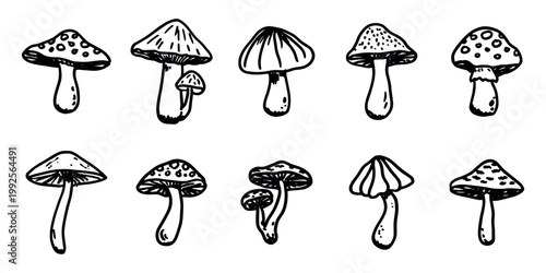 Hand drawn mushroom doodle set Botanical illustration Cute autumn mushroom Healthy eco food Organic vegetarian food For stickers, greeting card, design, print, packaging, decor, kids books