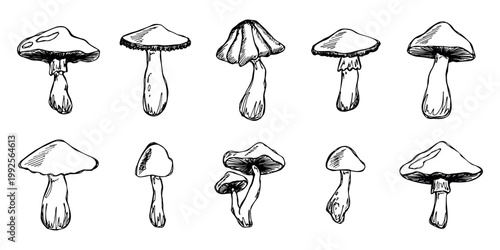 Hand drawn mushroom doodle set Botanical illustration Cute autumn mushroom Healthy eco food Organic vegetarian food For stickers, greeting card, design, print, packaging, decor, kids books