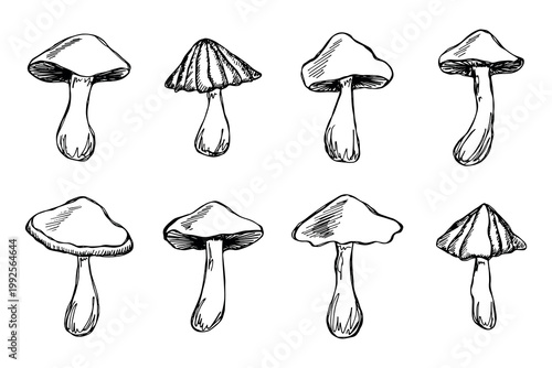 Hand drawn mushroom doodle set Botanical illustration Cute autumn mushroom Healthy eco food Organic vegetarian food For stickers, greeting card, design, print, packaging, decor, kids books