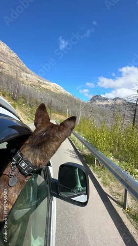 Dog with its head out a car window on a road trip through a burnt forest landscape in Waterton Lakes National Park