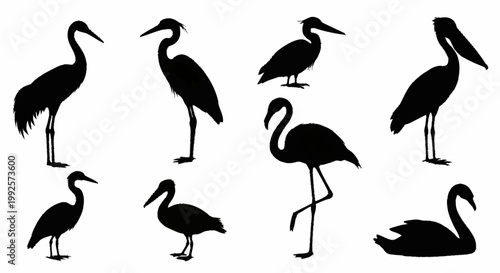 Simple vector set of bird silhouettes including flamingo heron crane pelican and stork in a clean nature illustration style