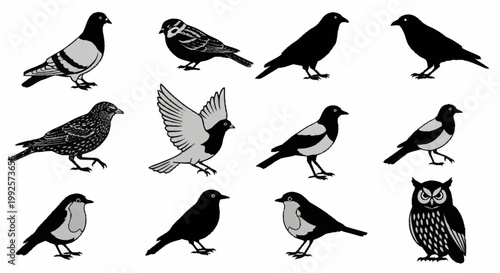 Simple vector illustration of a cute collection of bird silhouettes showing various flying and standing birds in nature