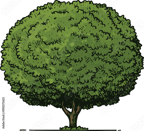 A vibrant green tree with lush foliage and a sturdy trunk standing alone on a plain background