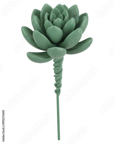 Green echeveria succulent with twisted stem isolated with transparent background