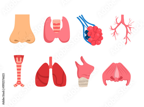 A collection of illustrations featuring organs of the human respiratory system, including lungs, trachea, bronchi, and related structures. Suitable for medical education, biology learning, healthcare