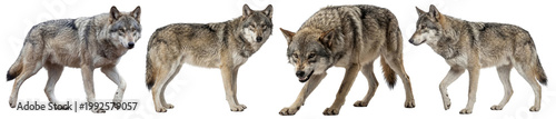 Photos Majestic gray wolves captured in dynamic poses, showcasing their wild beauty and powerful presence on a transparent