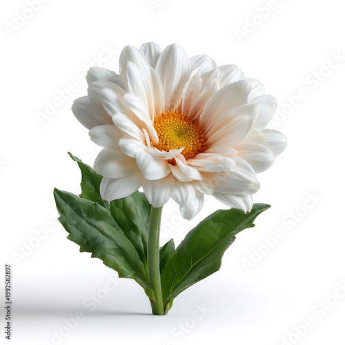 Elegant White Flower with Soft Petals and Vibrant Yellow Center on Simple Green Stem