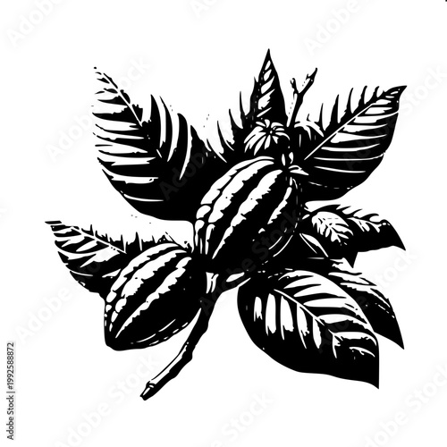 Botanical plant silhouette of Cocoa beans on branch in simple vector style