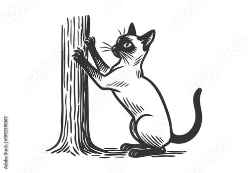 Siamese Cat hand drawn simple sketch vector illustration
