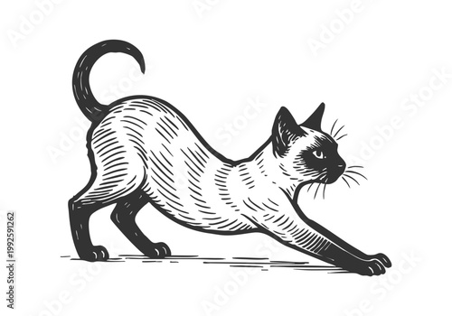 Siamese Cat hand drawn simple sketch vector illustration