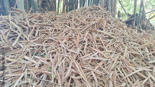 Dry Bamboo Leaves Pile on Forest Ground with Natural Organic Texture Background