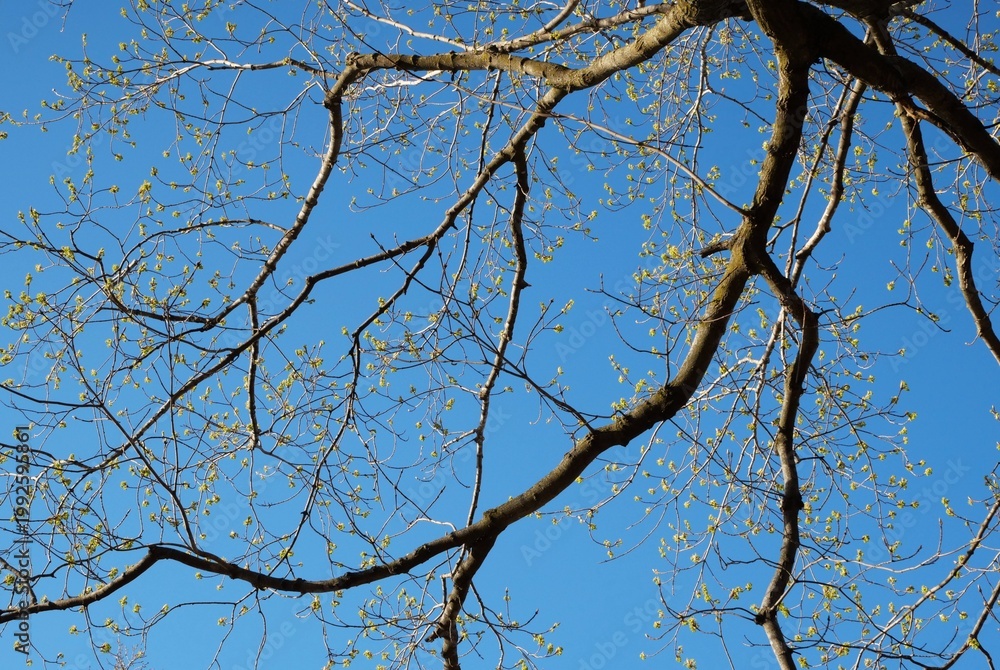 Obraz premium Tree with budding leaves on a sunny spring day, low angle photo with clear blue sky