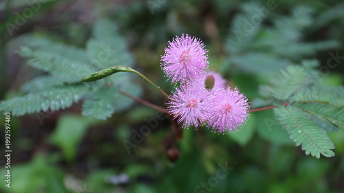 Photos Mimosa pudica, Neptunia plena shrub plant or touch me not plant or mimosa pudica sensitif plant growing in the garden