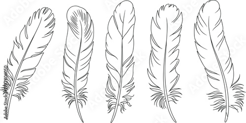 Hand drawn feather collection, vintage sketch style decorative plumage illustration set