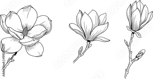 Hand drawn magnolia flowers set, botanical sketch illustration with elegant floral elements