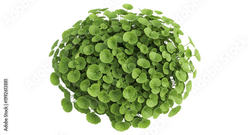 Vibrant Green Plant Growth for Fresh Eco-Friendly Business and Wellness Marketing Concepts