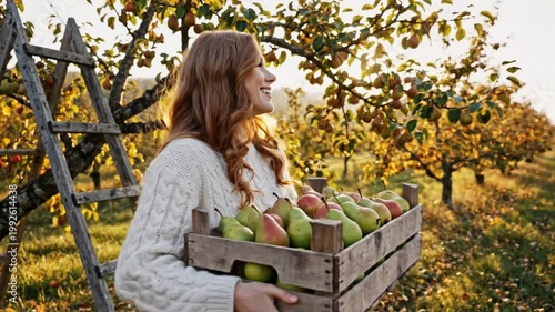 Woman farmer harvesting pears in orchard at sunset, autumn harvest, organic fruit