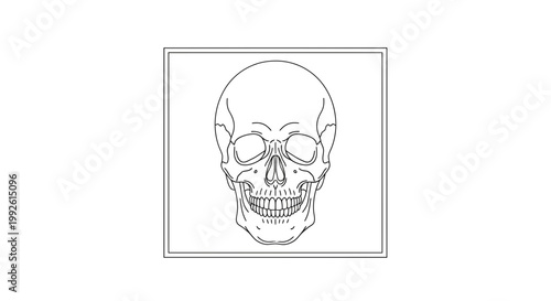 Human Skull Outline Drawing, Anatomical Head Illustration, Medical Art