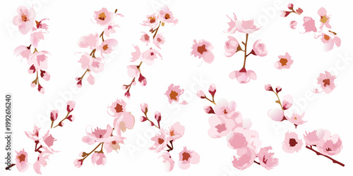 Delicate pink cherry blossoms scattered across a clean white background