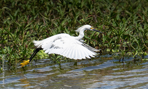 Konstfotografi Great Heron takes flight