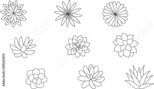 Succulent and flower line drawings set, rosette patterns, agave shapes, stylized petals, botanical decorative vector illustration design