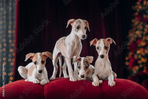 Whippet puppy litter dark christmas new year background