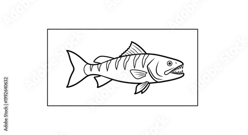 Barracuda Fish Drawing, Black and White Line Art, Ocean Predator Illustration