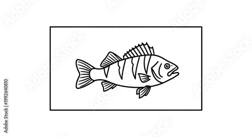 Black and white illustration of a perch fish, isolated on white background