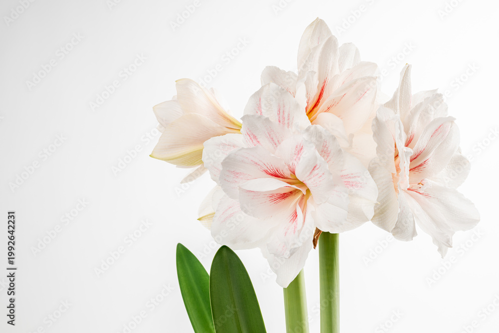 Fototapeta premium white amaryllis flower isolated on white