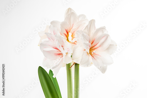 Fotografie white amaryllis flower isolated on white