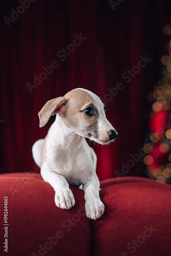 Whippet puppies happy to see human, hand with treat 