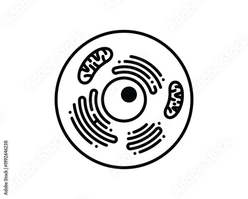 Simple black and white line art diagram of an animal cell showing its key organelles.